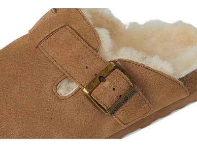 Haflinger Hawk In Brown