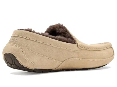Ugg Ascot In Brown