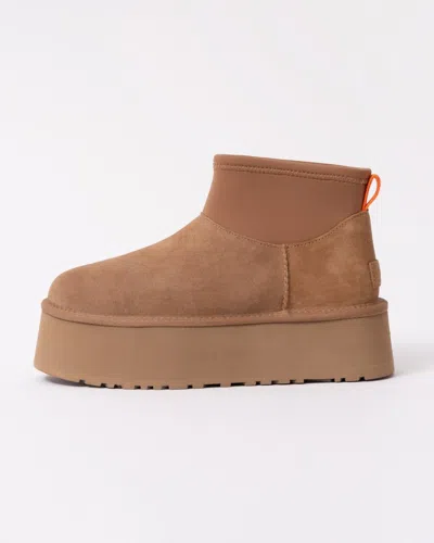 Ugg Biscuit Suede Classic Mini Dipper Ankle Boots In Chestnut