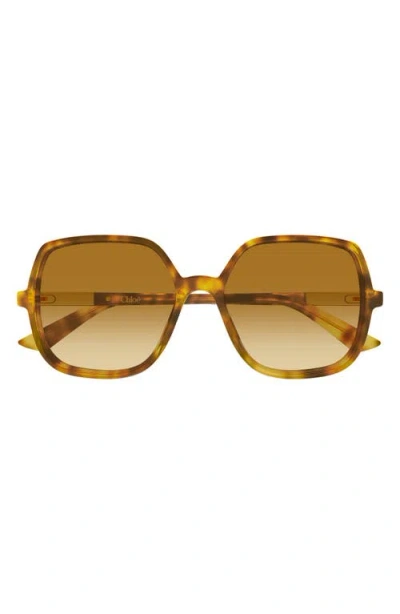 Chloé Judy Round-frame Tortoiseshell Acetate Sunglasses In Brown