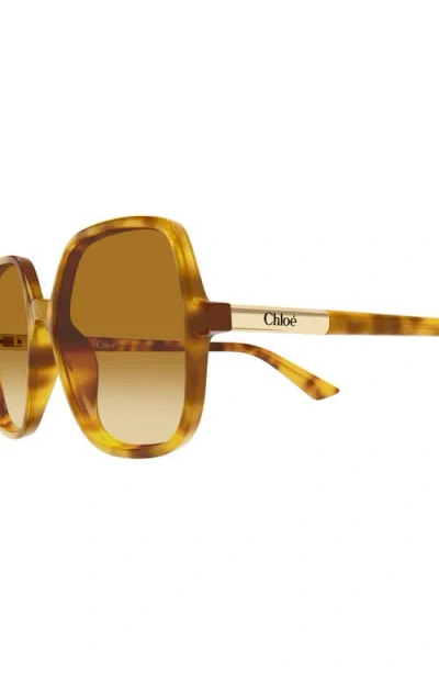 Chloé Judy Round-frame Tortoiseshell Acetate Sunglasses In Brown