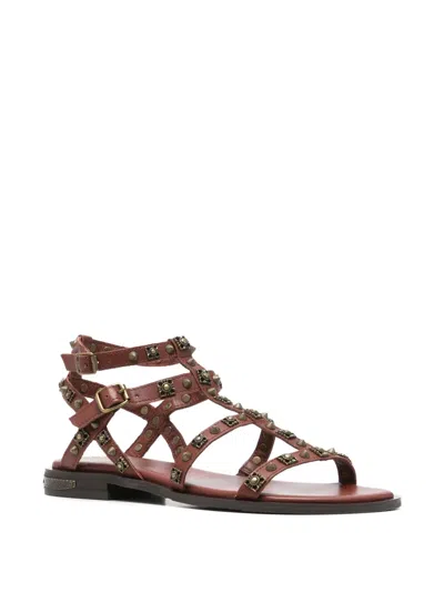 Ash Pacha Stud-embellished Gladiator Sandals In Brown