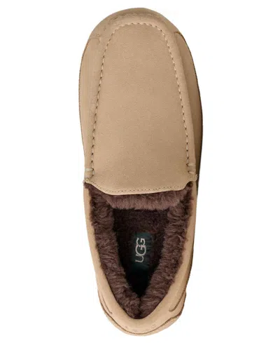Ugg Ascot In Brown