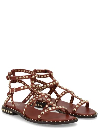 Ash Gladiator Sandal Open Toe Ankle Strap In Brown