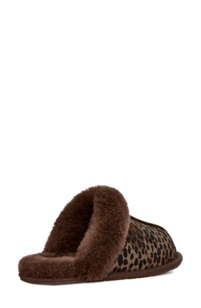 Ugg Scuffette Caspian In Burnt Cedar In Brown