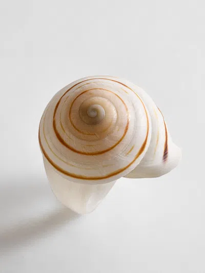 Baublebar Santana Shell Statement Ring In White