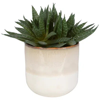 Uttermost Doha Succulent Accent