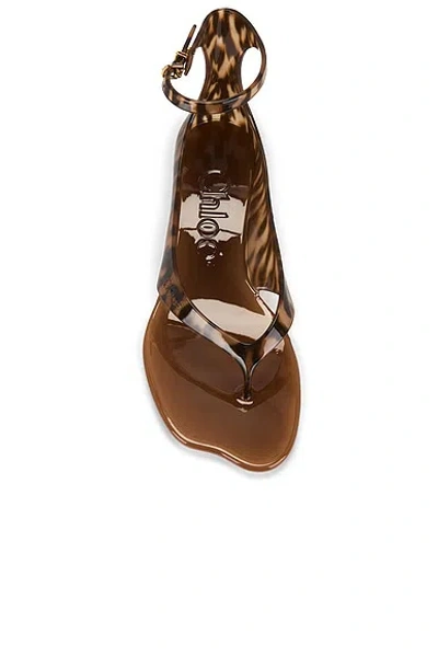 Chloé Brown Jelly Sandal With Animal Print And Flat Sandal In Brown