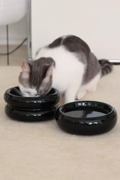 Catenary Home Pet Halo Bowl