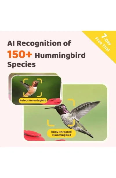 Birdfy Ruby Smart Hummingbird Feeder In Red