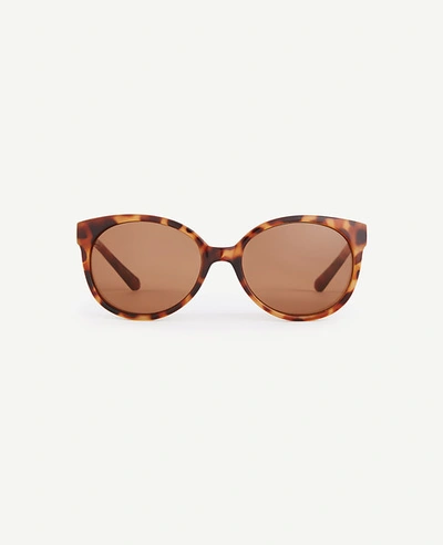 Ann Taylor Orchard Sunglasses In Black