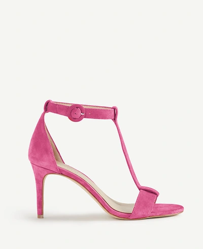 Ann Taylor Demi Suede T-strap Sandals In Intense Pink