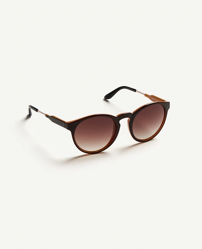 Ann Taylor Pantos Round Sunglasses In Deep Tan