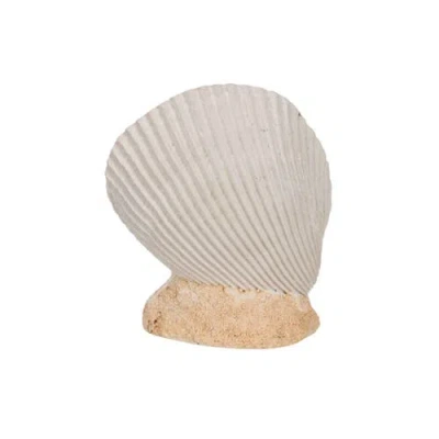 Beachcombers Shark In Seashell Figurine In Multi