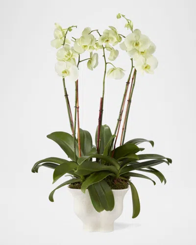 Aerin Corvo Cachepot In White