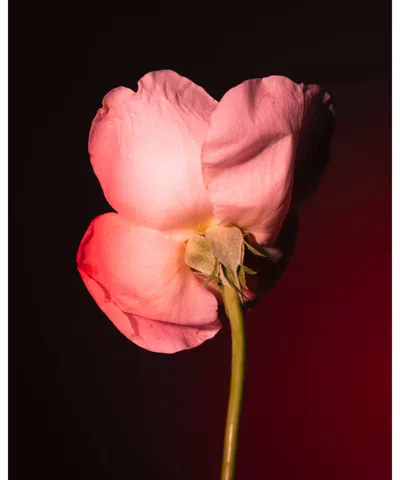 Bdk Parfums Tabac Rose Eau De Parfum