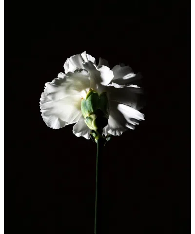 Bdk Parfums Pas Ce Soir Eau De Parfum