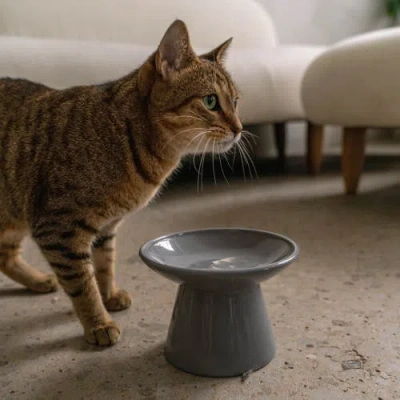Dexypaws Flat Top Ceramic Cat Bowl, Grey, 7.5oz In Gray