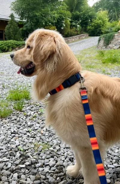 Pendleton National Park Adventure Leash In Multi