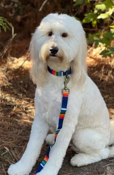 Pendleton National Park Adventure Leash In Multi