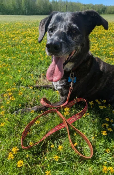 Pendleton Heritage Leash In Red