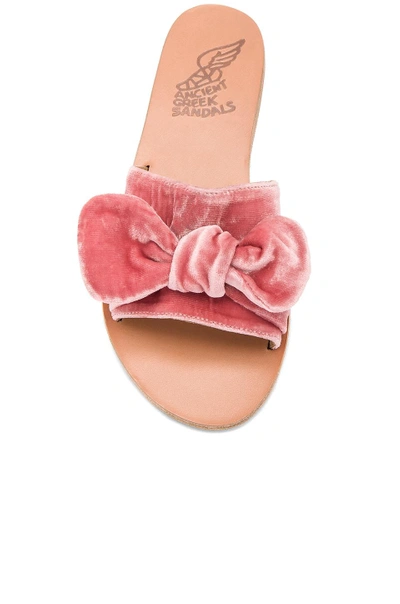Shop Ancient Greek Sandals Taygete Bow Slide In Dusty Pink