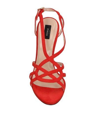 Shop Pinko Sandals In Red