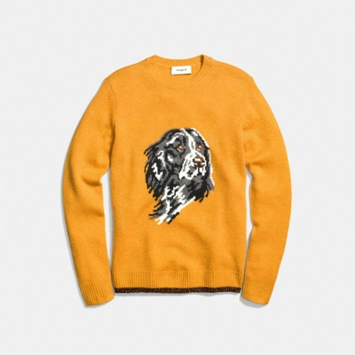 Shop Coach Dog Intarsia Sweater In Gold