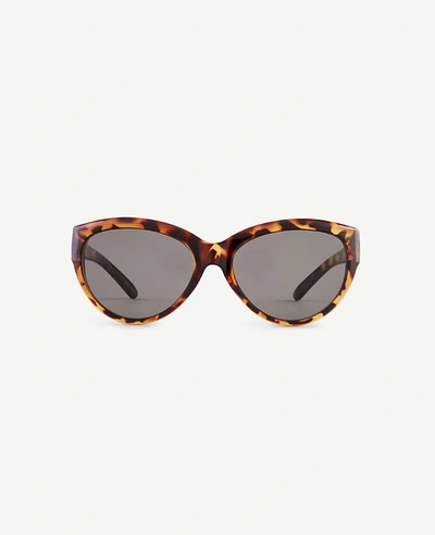 Ann Taylor Arbor Sunglasses In Tortoise Brown