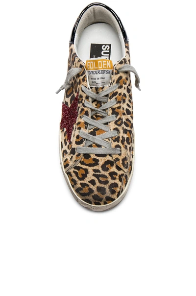 Shop Golden Goose Superstar Sneakers In Neutrals, Animal Print. In Leopard Suede & Red Glitter Star