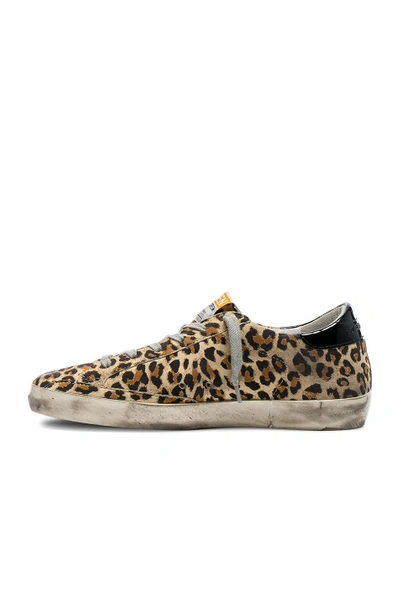Shop Golden Goose Superstar Sneakers In Neutrals, Animal Print. In Leopard Suede & Red Glitter Star