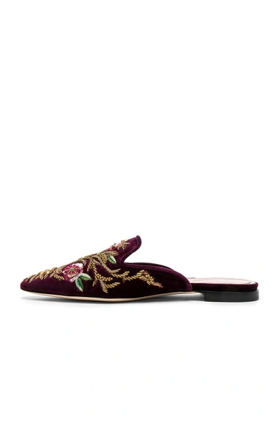 Shop Alberta Ferretti Velvet Embroidered Mules In Burgundy