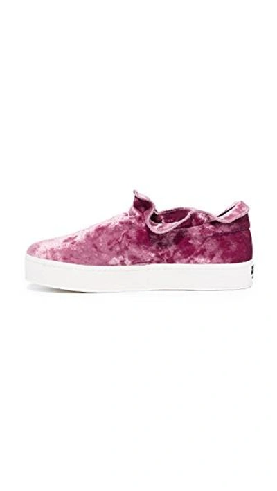 Shop Opening Ceremony Cici Velvet Ruffle Slip On Sneakers In Ash Rose