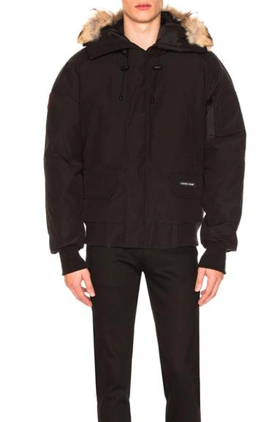 Shop Canada Goose Chilliwack Bomber With Coyote Fur Trim In Black