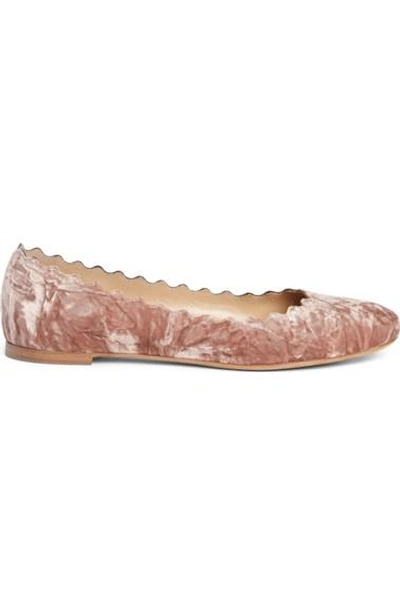 Shop Chloé Lauren Scalloped Ballet Flat In Tan Rose Velvet