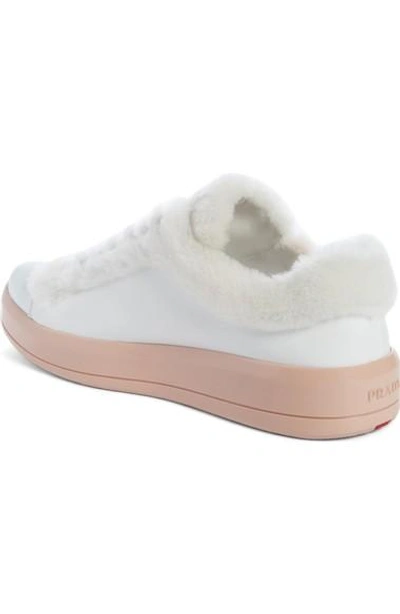 Shop Prada Genuine Shearling Trim Platform Sneaker In White/ Pink