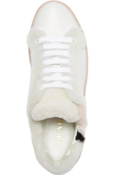 Shop Prada Genuine Shearling Trim Platform Sneaker In White/ Pink