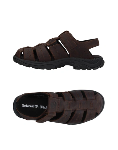 Shop Timberland Sandals In Dark Brown
