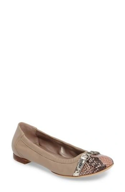 Shop Agl Attilio Giusti Leombruni Cap Toe Ballet Flat In Shell Snake/ Sand Leather