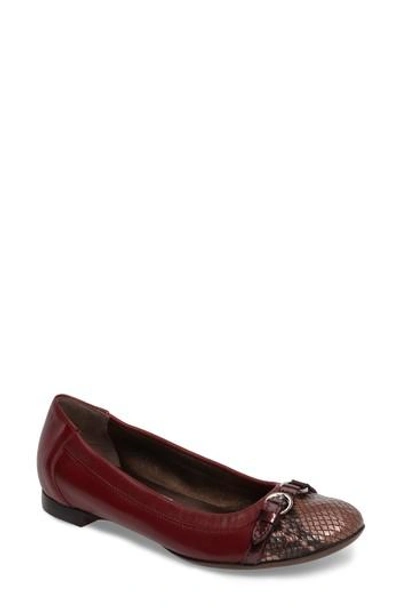 Shop Agl Attilio Giusti Leombruni Cap Toe Ballet Flat In Cherry Rubin Combo Leather