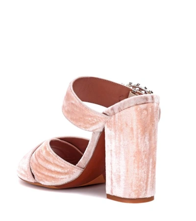 Shop Tabitha Simmons Reynor Velvet Sandals In Pink