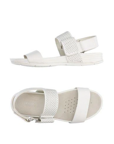 Shop Geox Sandals In White