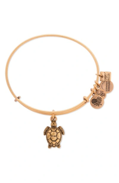 Shop Alex And Ani Sea Turtle Adjustable Wire Bangle In Gold