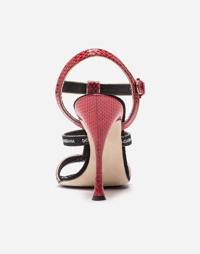 Shop Dolce & Gabbana Sandal In Ayers Snakeskin And Suede In Multicolor