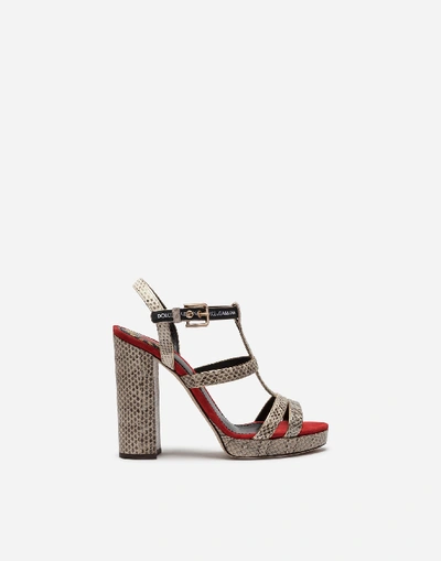 Shop Dolce & Gabbana Platform Sandal In Ayers Snakeskin And Suede In Red