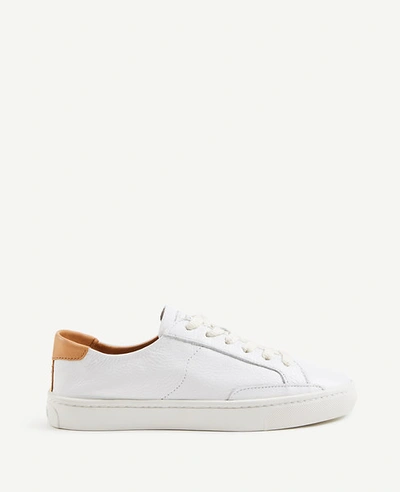 Shop Ann Taylor Soludos Ibiza Classic Sneakers In White