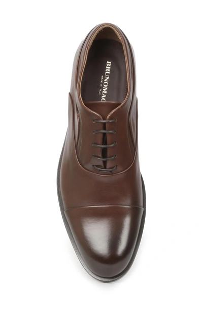 Shop Bruno Magli Sassiolo Cap Toe Oxford In Brown