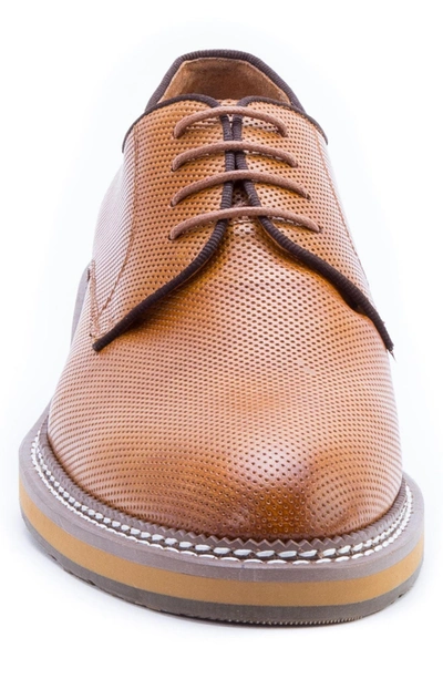 Shop Zanzara Monticello Perforated Plain Toe Derby In Cognac Leather