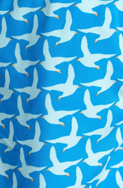 Shop Tom & Teddy Seagull Print Swim Trunks In Cobalt Blue