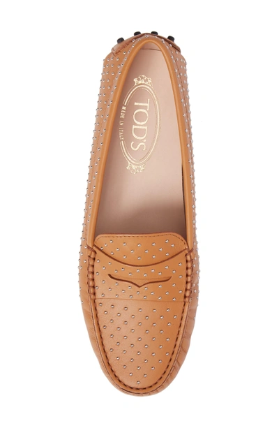 Shop Tod's Gommini Stud Penny Loafer In Brown